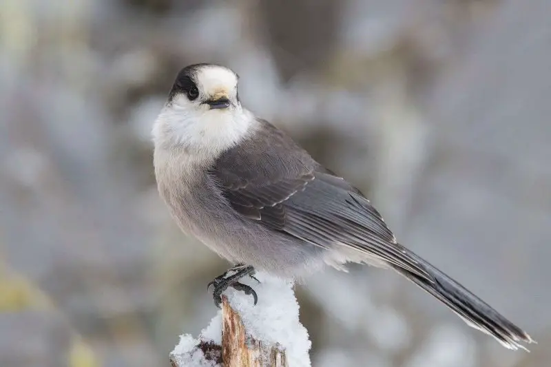 Crows and Jays in New Jersey