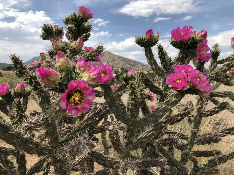 Types of Cactus in New Mexico