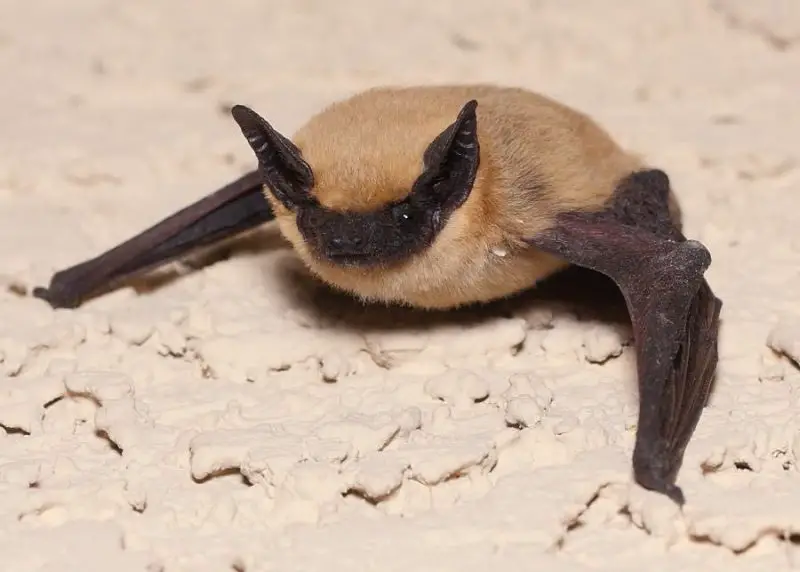 Types of Bats in Idaho