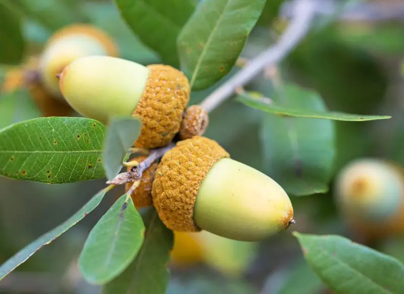 Types of Oak Trees in California