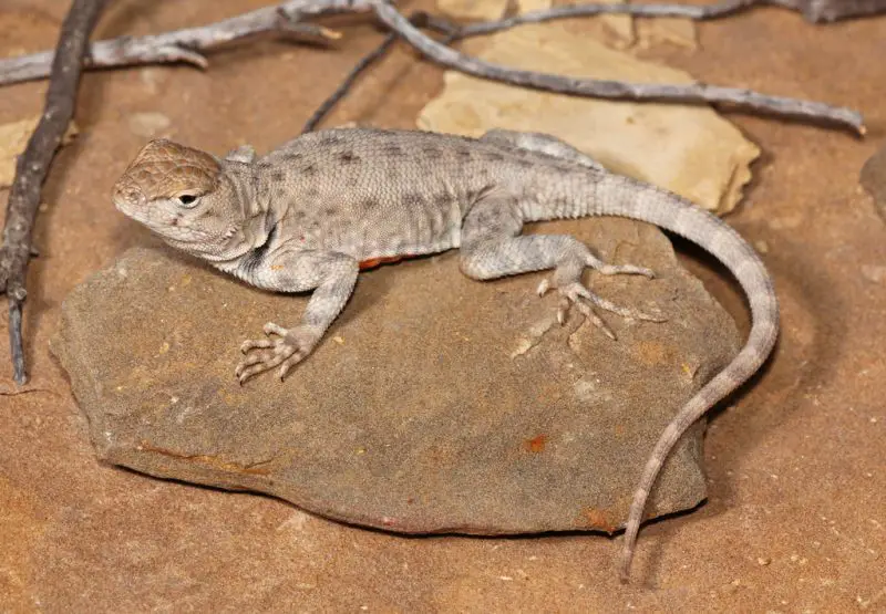 Lizards in Texas