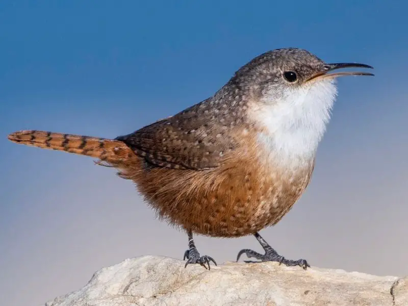 Birds in Utah