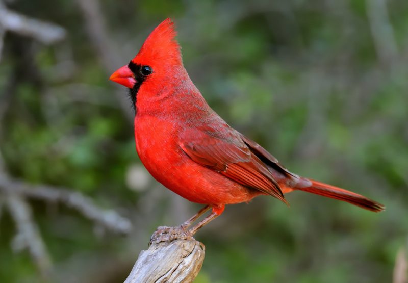 Cardinals in Arkansas