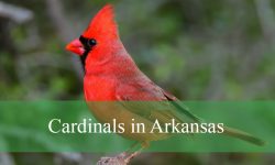 Cardinals in Arkansas: A Complete Guide for Bird Lovers
