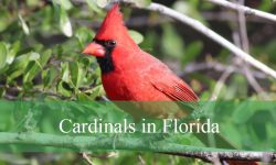 9 Cardinals in Florida (With Pictures and Identification)