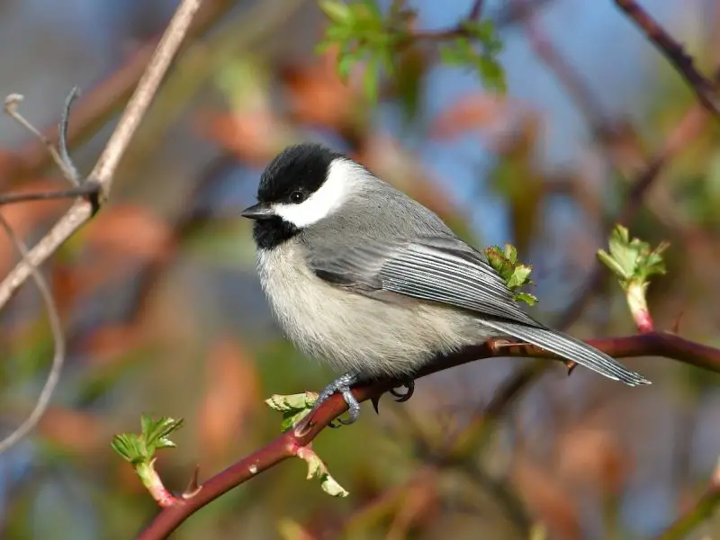 Small Birds in Mississippi