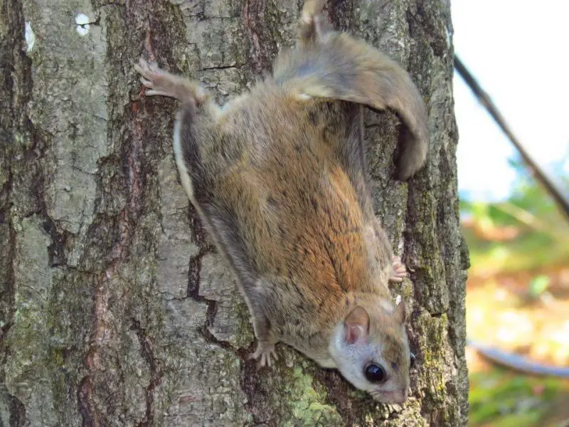 Squirrels in North Carolina