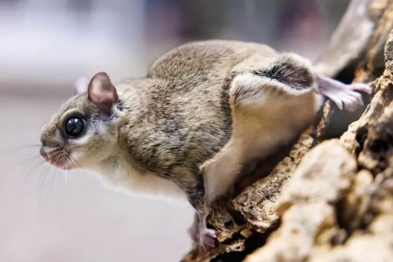 Types of Squirrels in Washington State