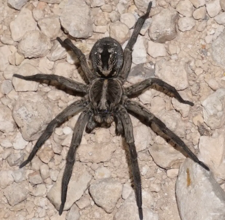 Wolf Spiders in Texas