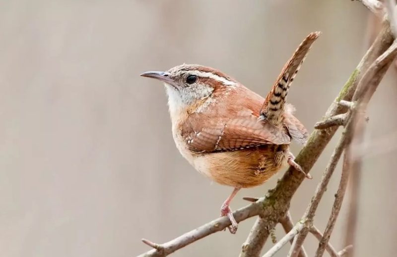Songbirds in Virginia