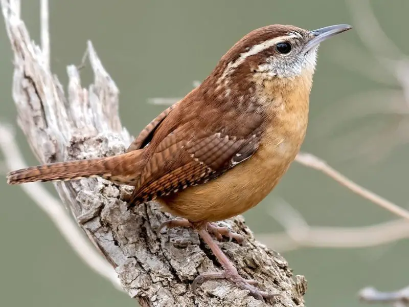 Wrens in Georgia