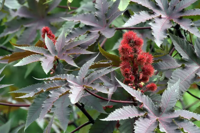 Poisonous Plants in Florida