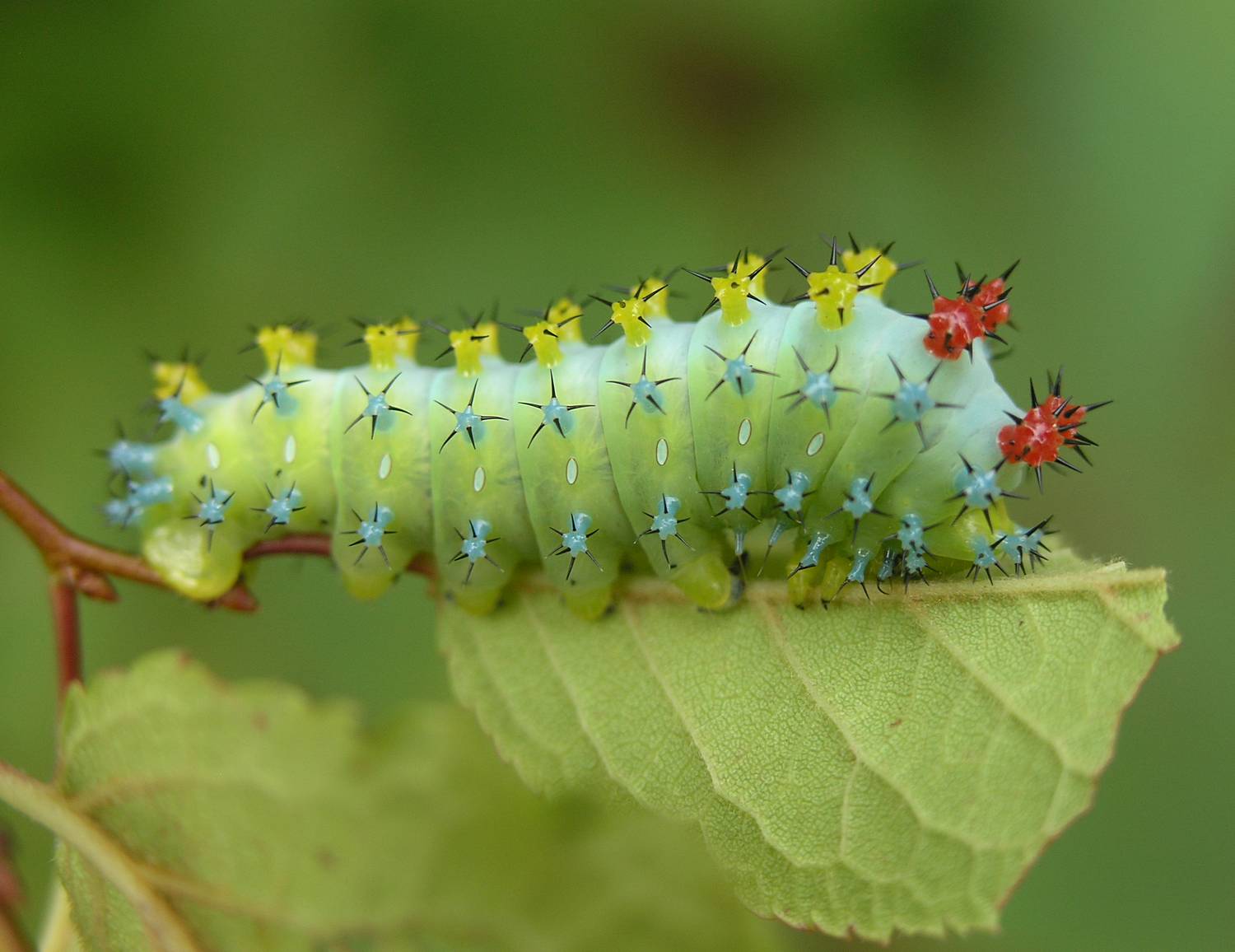 Types of Caterpillars in Texas