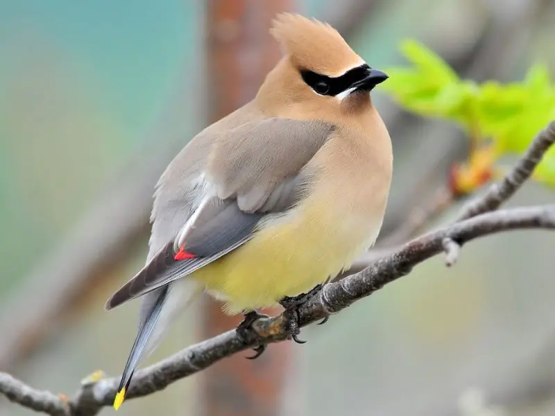 Types of Birds in California