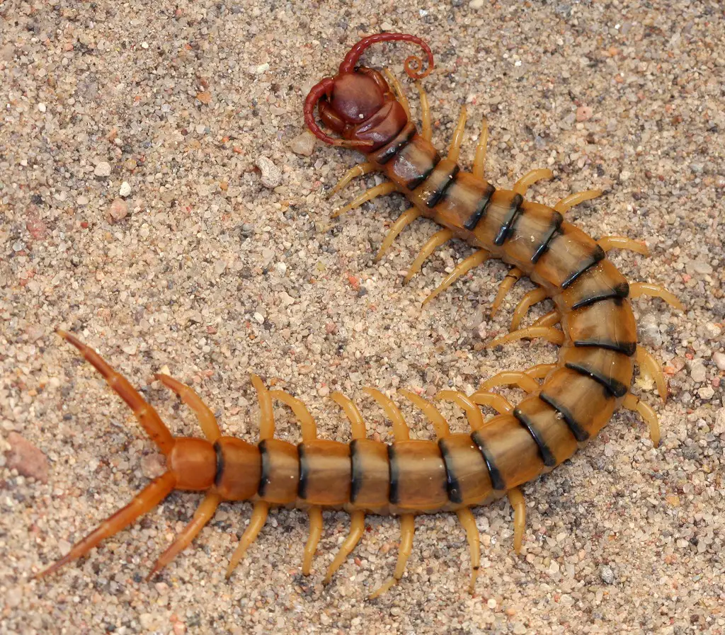bugs in California