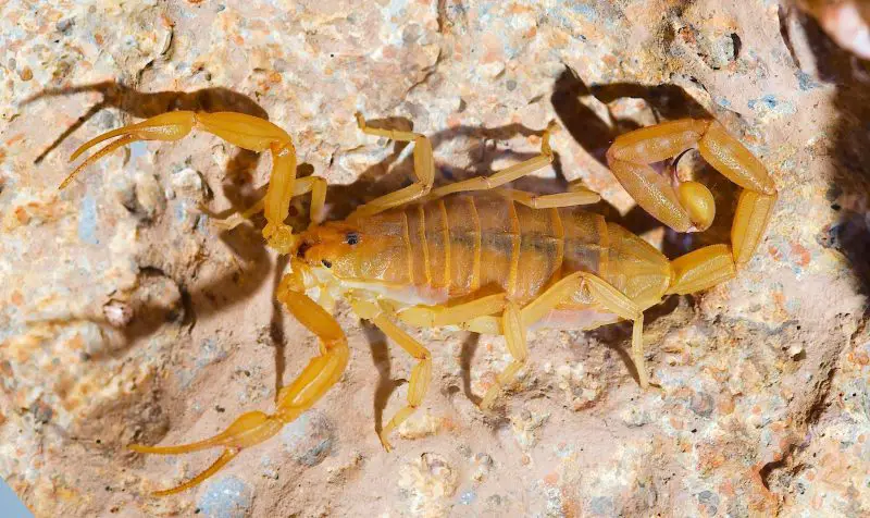 Scorpions in California