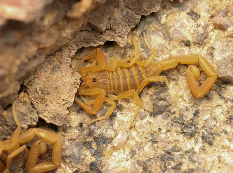 Scorpions in California