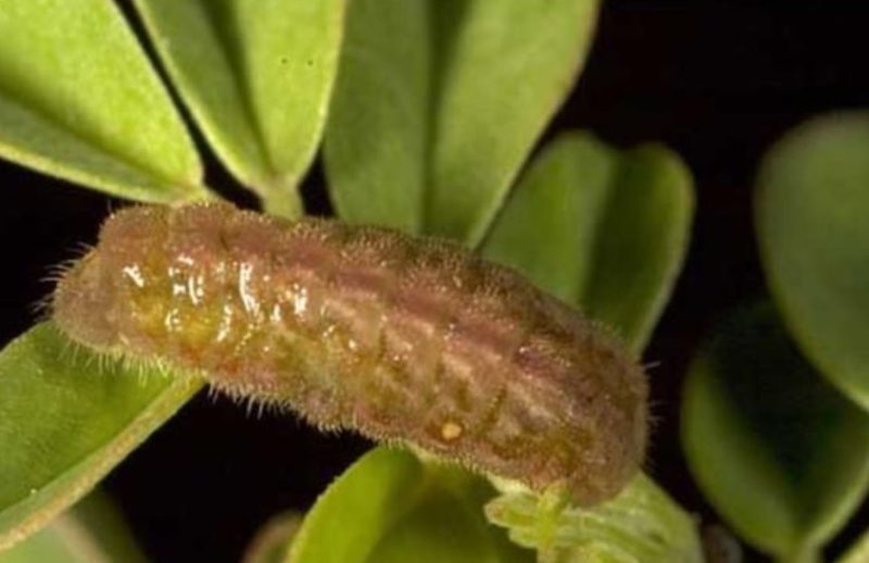 Types of Caterpillars in Texas