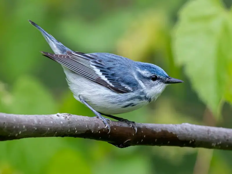 Blue Birds in Florida