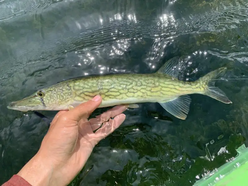 types of fish in florida