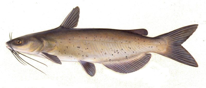 types of fish in florida