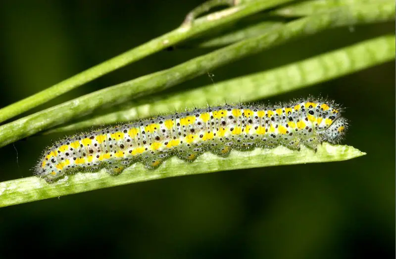 Types of Caterpillars in Texas