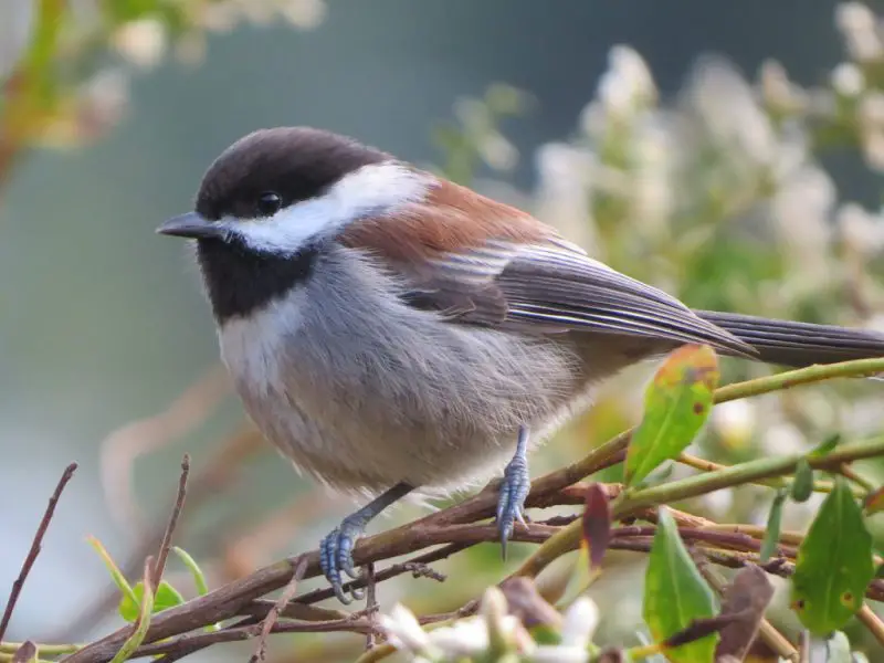 Types of Birds in California