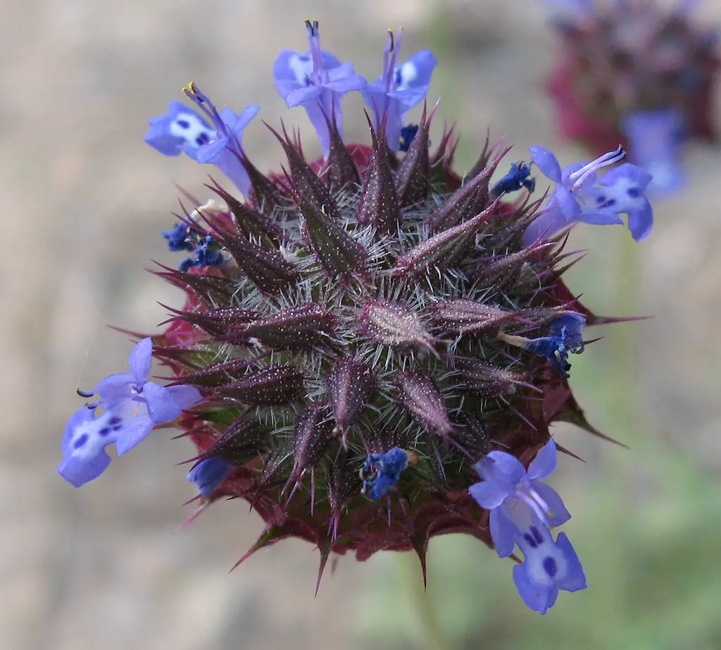 Wildflowers in California