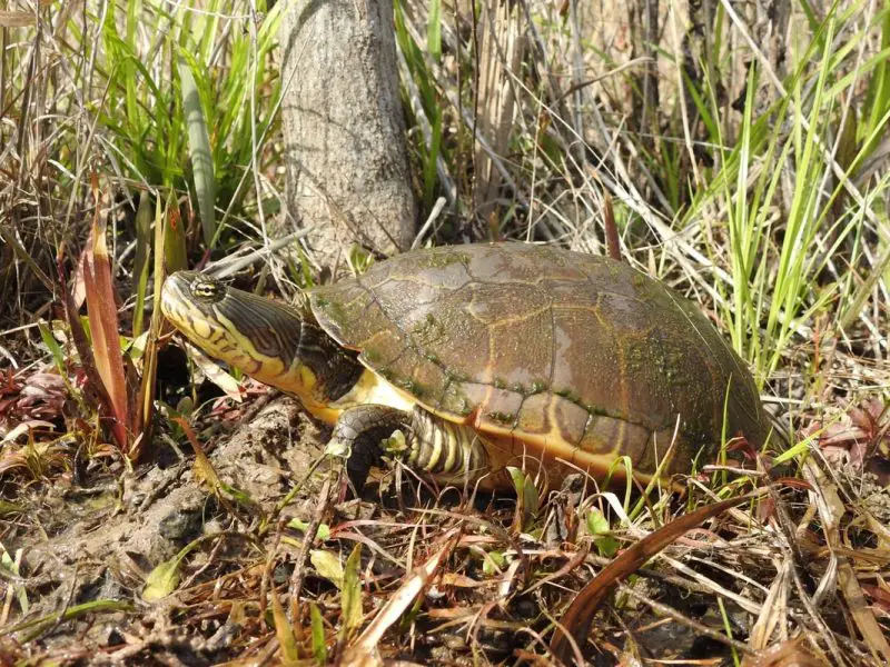 Types of Turtles in Florida