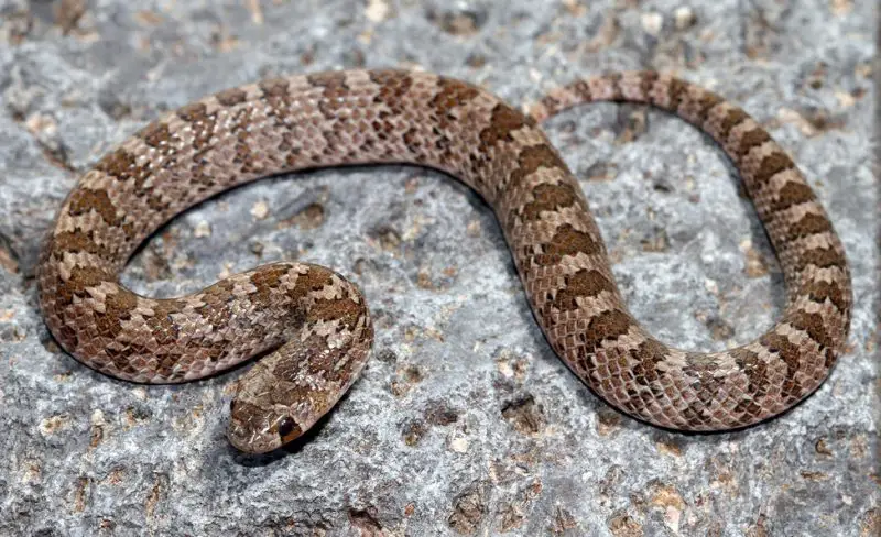 Types of Snakes in Texas