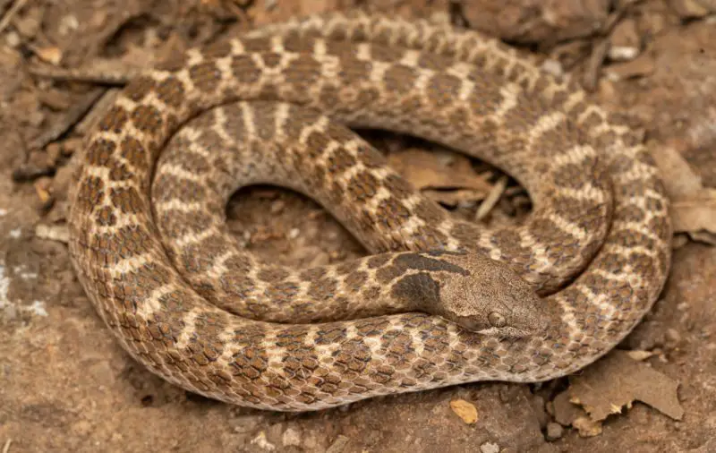 Types of Snakes in Oklahoma