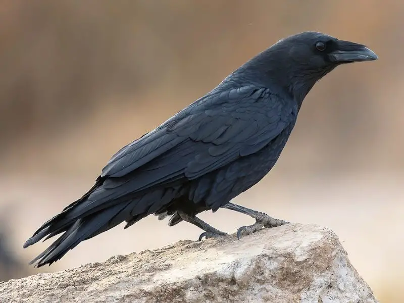 Types of Ravens in Texas