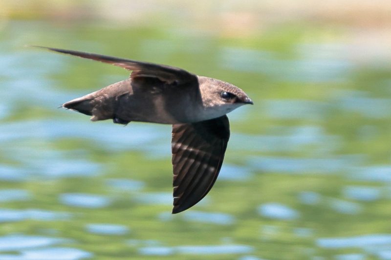 Birds in South Carolina