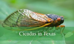 16 Cicadas in Texas (With Pictures and Identification)