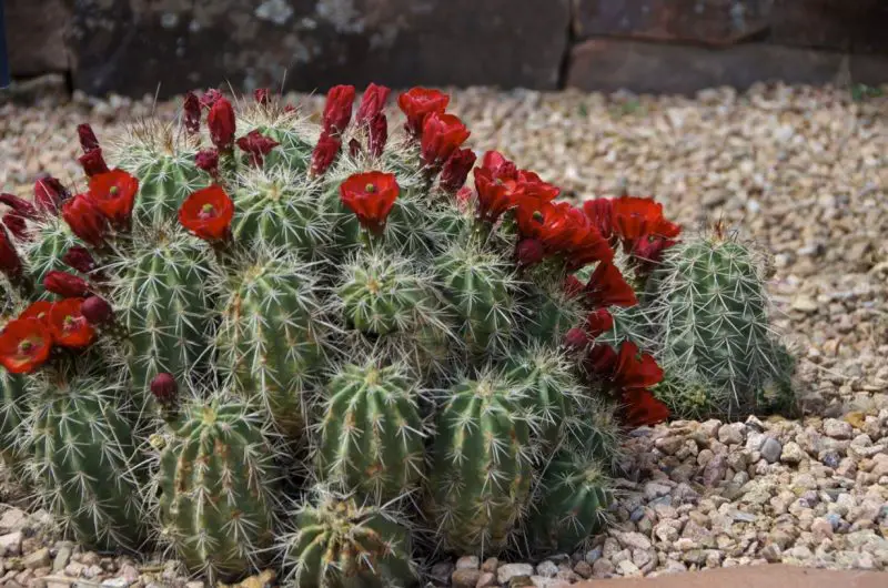 Types of Cactus in New Mexico