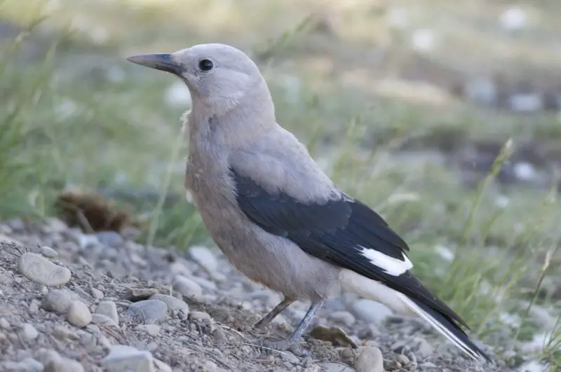 Crows and Magpies in Indiana