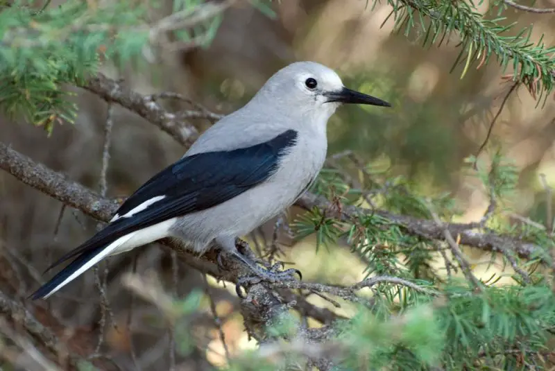 Gray Birds in Colorado