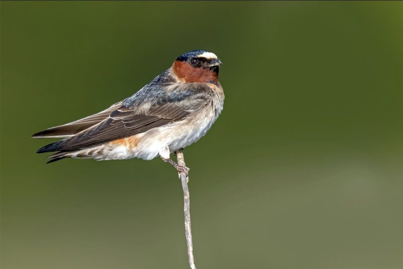 Swallows and Martins in Tennessee