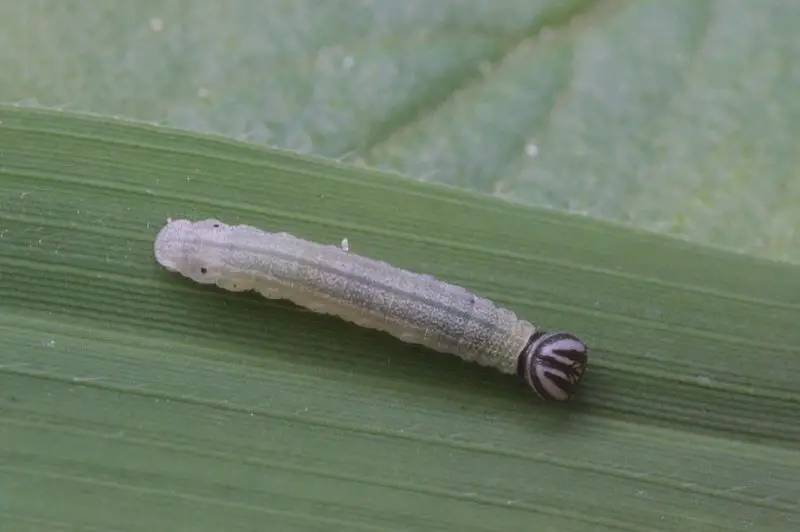 Types of Caterpillars in Texas