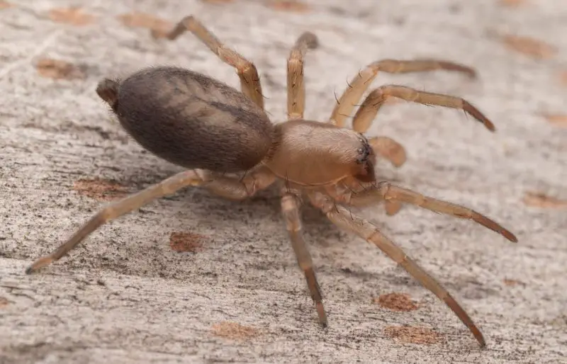 Types of Spiders in Montana