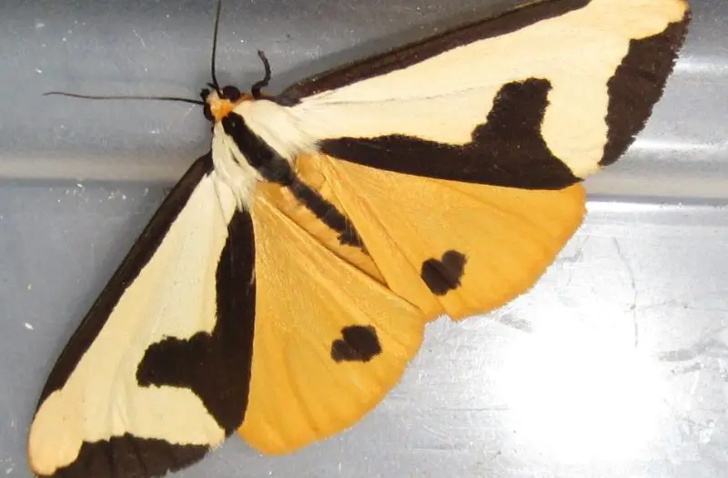 Moths in North Carolina