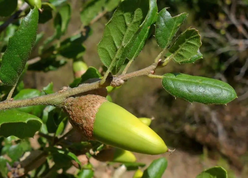 Types of Oak Trees in California