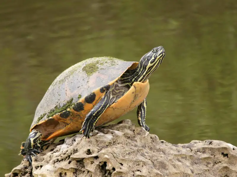 Types of Turtles in Florida