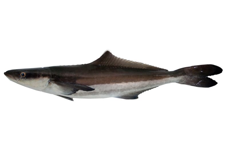 Types of Fish in Florida