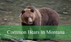 2 Types of Bears in Montana (With Pictures and Identification)