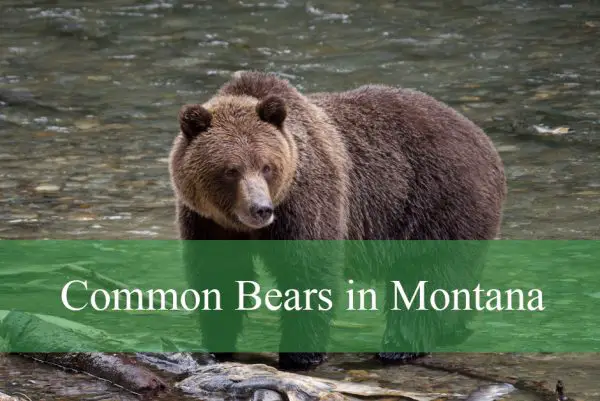 Common Bears Found in Montana
