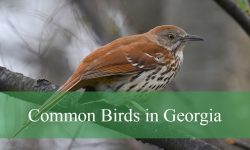 30 Common Birds in Georgia (With Pictures and Identification)