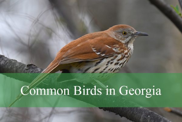 Common Birds in Georgia
