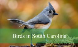 40 Birds in South Carolina (With Pictures and Identification)