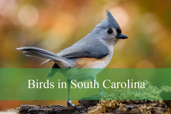 Common Birds in South Carolina